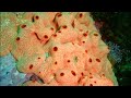 facts sea squirts ascidians