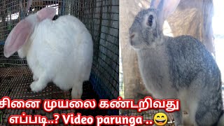 சினை முயல் மற்றும் பொய் சினை முயலை கண்டறிவது எப்படி / How to find Rabbit Pregnancy and non Pregnancy