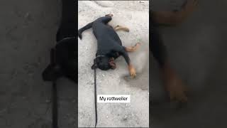 He’s a little different 😅 #dogs #rottweiler #puppy #funny #pets