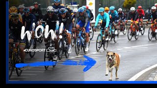 Animals causing absolute chaos 😅 | Best moments from 2022 | Eurosport