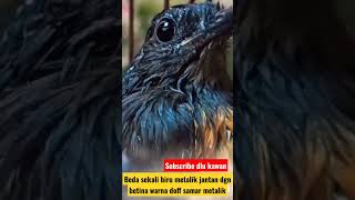 Jenis bulu betina itu banyak‼️beda sekali biru metalik jantan dgn betina warna doff samar metalik‼️