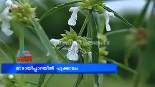 Thumpa blossoms in  Madayipara:മാടായിപ്പാറയില്‍ പൂക്കാലം