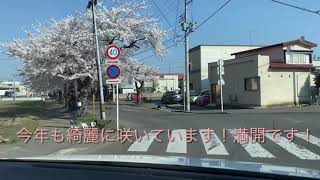 【さくらのトンネル】青森市桜川－さくら満開（2022.4.21）