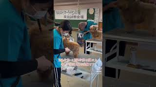 【京都動物専門学校】卒業間近のグルーミング学科2年生が最後の実技試験に挑みました。 #dog #京都動物 #ペット #トイプードル #ドッグスクール #トリマー  #動物 #動物看護師 #トリミング