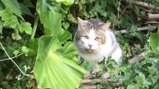 見たいモノに焦点を合わすって素敵💖地域猫ちゃんも実践⁉️