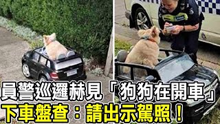 員警巡邏赫見「狗狗在開車」，下車盤查：請出示你的駕照！|狗狗搞笑