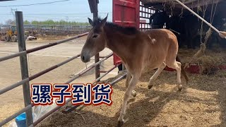 骡子到货啦！有驴有马有骡子！我看像是马骡。【丽阳牲畜市场】