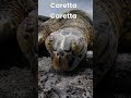 caretta caretta