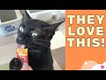 Cats Favourite Food: Inaba Ciao Churu Cat Treat