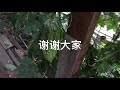 我家后院的凉瓜长势喜人 北加州地区后院种植分享