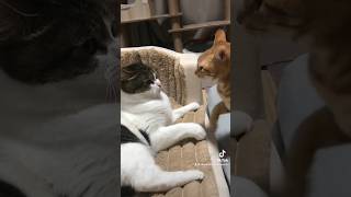 夫婦喧嘩する猫達😾🙀　#ねこ #ねこ動画 #夫婦喧嘩