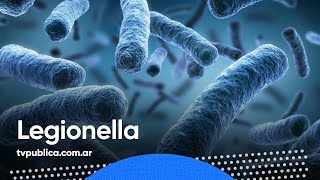 ¿Qué es la Legionella? La bacteria que produjo seis muertes en Tucumán - En Casa Salud