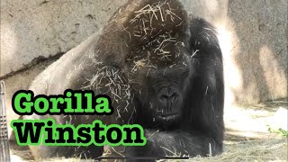 ゴリラ🧡　体調が悪いウィンストン　Gorillas Winston does not feel well 🦍🌸