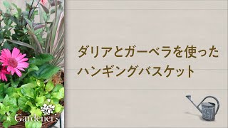 ♪ 秋の寄せ植え3分レシピ ♪ダリアとガーベラを使ったハンギングバスケット