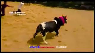 நமது ஊரு பூலாம்பாடி ஜல்லிக்கட்டு பகுதி 2~~📹 📹 14.04.2018