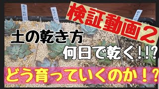 【検証動画】土の違いによる水やり後の変化を見ていきます！