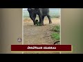 selfie with elephant cut turn turmoil ఏనుగు పిల్లతో సెల్ఫీ.. కుమ్మిపారేసిన తల్లి mictv news