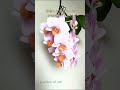 作り物みたいな 胡蝶蘭 咲きました 🌸 phalaenopsis orchid 花 洋蘭 植物