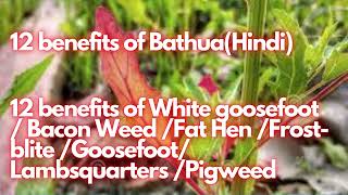 12 Bathua health benefits. Chenopodium benefits. Medicinal plants and their uses. Bathua benefits