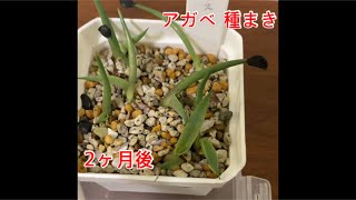 アガベの種まきから2ヶ月後