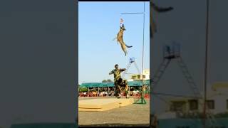 indian army dog high jump🔥🇮🇳#shorts #army #viral #trending