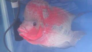 シクリッド部門 金賞（1位）フラワーホーン（Flowerhorn Fish）＠第4回 生き物大好き LOVE FISHフェア