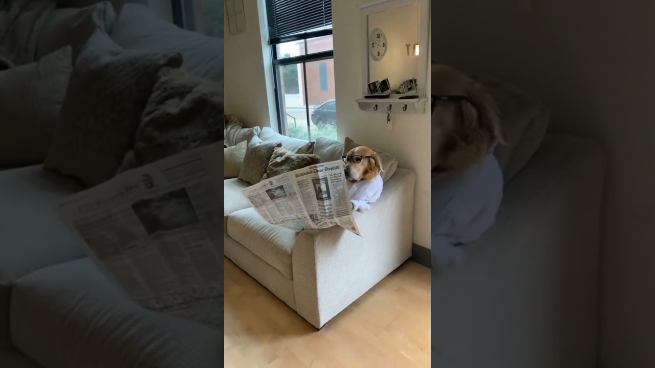 Cats Funniest Pet Reactions Ever Housepetscare