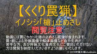 くくり罠の猪を槍で止めさし【閲覧注意】