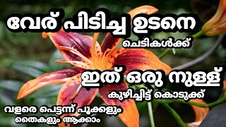 വേര് പിടിച്ച ഉടനെ ചെടികൾക്ക് ഇത് ഒരു നുള്ള് കുഴിച്ചിട്ട് കൊടുക്ക്||Fast Flowering Fertilizer.