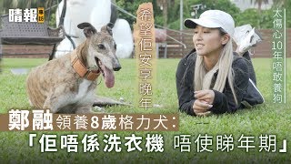 鄭融領養8歲格力犬： 「佢唔係洗衣機 唔使睇年期」