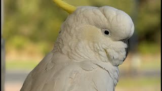 Wild Australian Sulphur Crested Cockatoo, Pink Galah and Rosellas | LIVE Birds Australia!  ⭐️⭐️⭐️