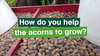 Acorn Antics