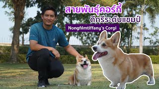 Top Dog Cat | สุนัขสายพันธุ์ Pembroke Welsh Corgi : Nongfilmtiffany’s