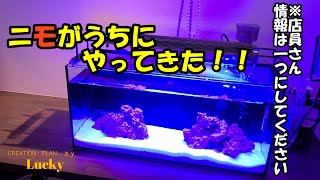 【＃海水魚】【＃ニモ】【＃簡単飼育】【＃フリーBGM使用】第2弾　カクレクマノミ編