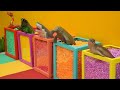 Wild Animals Turn into Mysterious Creatures | Colorful Magic Balls Adventure