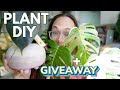 Plant DIYs and a giveaway | Plant with Roos