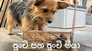 පුංචි සහ පුංචි මීයා - Punchi and the Mouse