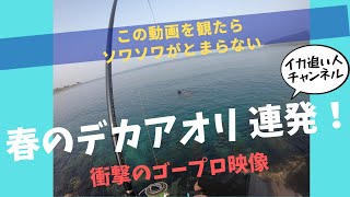 エギング キロオーバーアオリ連発春イカ祭り‼︎