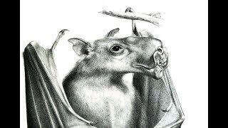 10 Beastly Bat Species to Haunt Your Nightmares