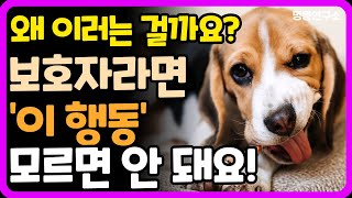 반려견 행동 10가지와 의미 | 강아지 행동 표현 | 강아지 애정 표현 | 강아지 사랑 표현 | 강아지 언어 |