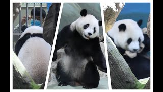 20240909 圓寶自嚇跳起來 等到點心麻布袋(早餐) Giant Panda Yuan Bao