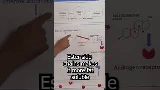 How Sustanon 250 works how testosterone esters work after injection #shorts