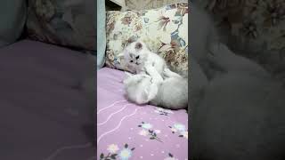 与可爱的猫的视频 #shorts #13069 #shorts