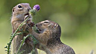 Interesting Facts about Ground Squirrels