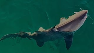 Grey Nurse Sharks everywhere at Bondi