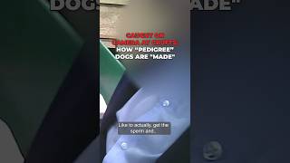 Caught on camera at Crufts: how “pedigree” dogs are “made” 😡