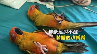 2只鹦鹉仰面装睡，时不时睁开的眼睛太搞笑，网友：妥妥的小戏精