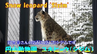 飼育員さんの気配を感じたシジムです（円山動物園　ユキヒョウのシジム）