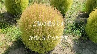 「和泉環境公園」のコキア　2023年9月29日～大阪府和泉市～