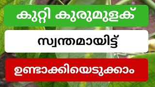 കുറ്റി കുരുമുളക് ഉണ്ടാക്കാൻ പഠിക്കാം . How to make bush pepper plant | AMALA AGRI MEDIA